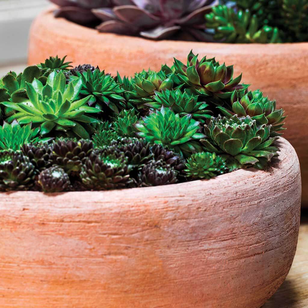 Campania Annalise Planter, Set of 2 - 6530-2402 - Image 3
