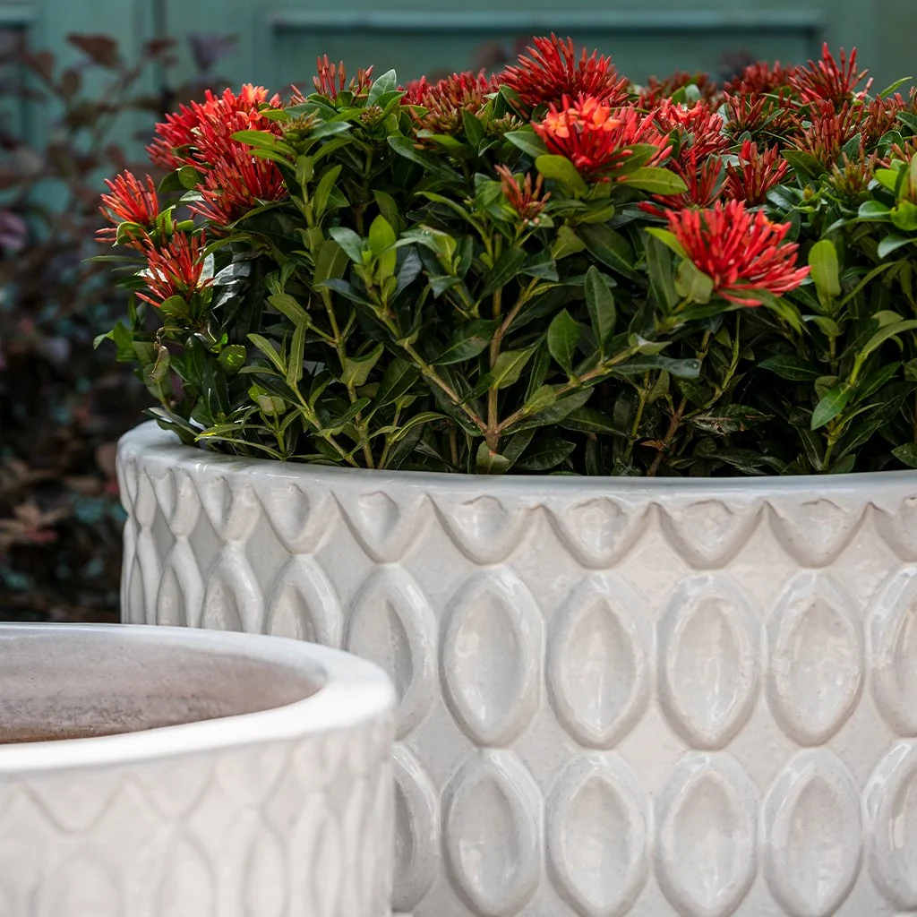 Campania Oriel Planter, Low, Set of 3 - 7013-0103 - Image 2