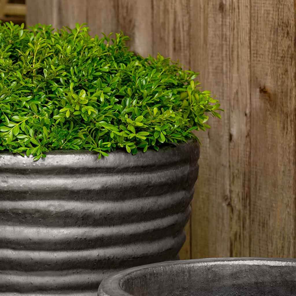 Campania Tall Sorriso Planter, Set of 3 - 8306-1903 - Image 3